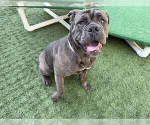 Bulldog Dogs for adoption in Pasadena, CA, USA