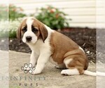 Small #1 Saint Bernard