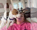 Small #17 American Staffordshire Terrier