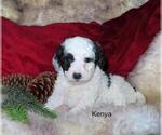 Small Photo #2 Cavapoo Puppy For Sale in GREENBANK, PA, USA