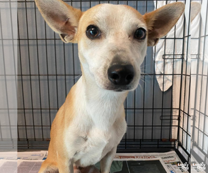 Chihuahua-Unknown Mix Dogs for adoption in Washington, DC, USA