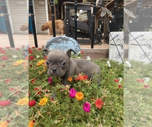 Faux Frenchbo Bulldog Puppy for sale in FREDONIA, KS, USA