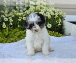 Small #10 Cavapoo