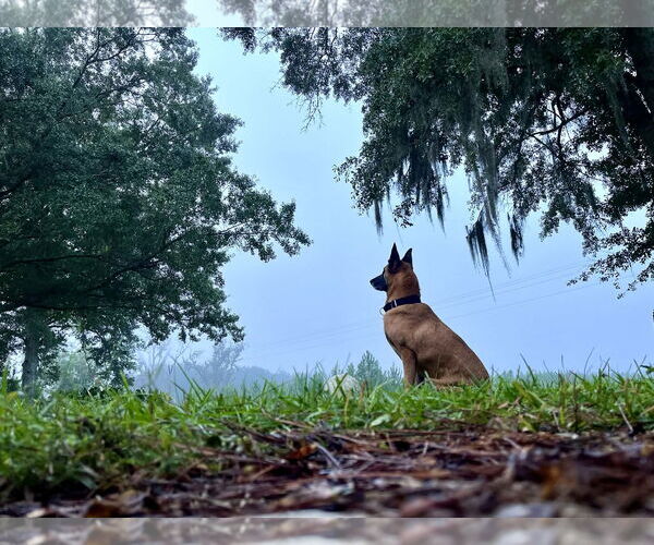 Medium Photo #1 Mutt Puppy For Sale in Stevens Point, WI, USA