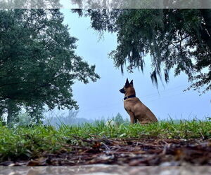 Mutt Dogs for adoption in Stevens Point, WI, USA