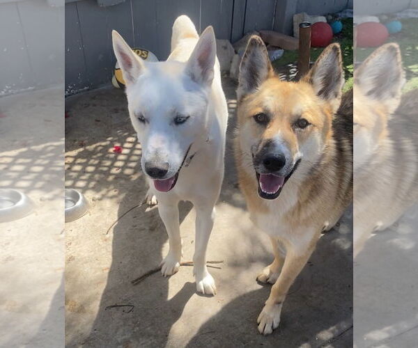 Medium Photo #4 Australian Shepherd-Retriever  Mix Puppy For Sale in Newport Beach, CA, USA