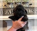 Small Photo #2 ShihPoo Puppy For Sale in SUMMERDALE, AL, USA