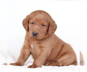 Labradoodle Puppy for sale in NEW ENTERPRISE, PA, USA