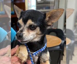 Chihuahua Dogs for adoption in Staley, NC, USA