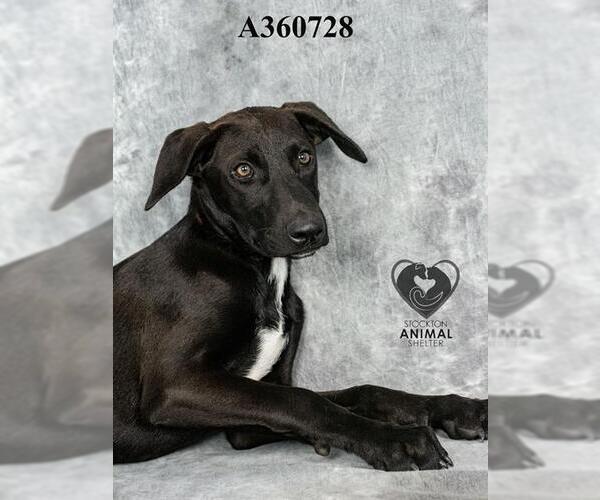 Medium Photo #3 Labrador Retriever-Unknown Mix Puppy For Sale in Stockton, CA, USA