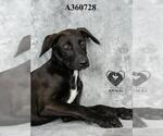Small #2 Labrador Retriever Mix
