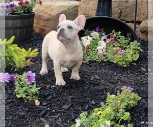 French Bulldog Puppy for sale in SLIPPERY ROCK, PA, USA