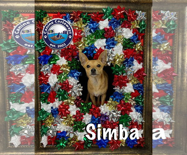 Medium Photo #2 Chihuahua Puppy For Sale in Arcadia, FL, USA