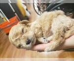 Small Photo #3 Cavapoo-ShihPoo Mix Puppy For Sale in BEL AIR, MD, USA