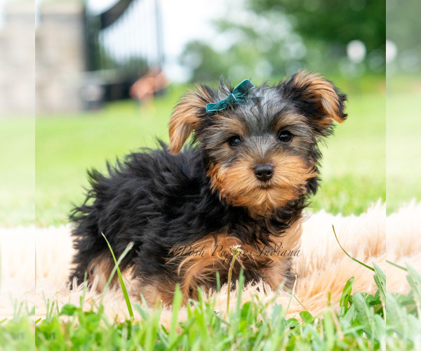 Medium Photo #4 Yorkshire Terrier Puppy For Sale in WARSAW, IN, USA