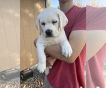 Small Photo #6 Labrador Retriever Puppy For Sale in MOSES LAKE, WA, USA