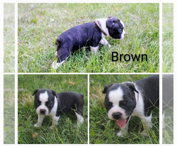 Medium Photo #3 Boston Terrier Puppy For Sale in TARBORO, NC, USA