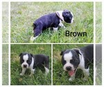 Small #2 Boston Terrier