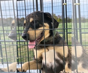 Catahoula Leopard Dog Dogs for adoption in Stover, MO, USA
