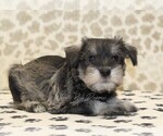 Small #3 Schnauzer (Miniature)