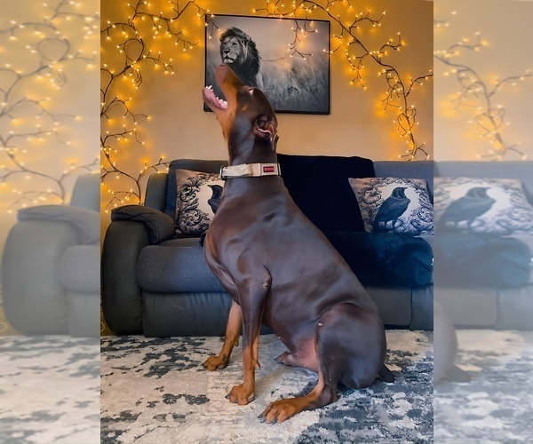 Medium Photo #18 Doberman Pinscher Puppy For Sale in YUCCA VALLEY, CA, USA