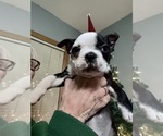 Small Photo #16 Boston Terrier Puppy For Sale in ROUND LAKE, IL, USA