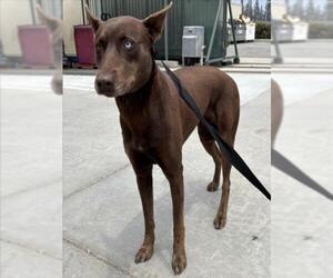 Australian Kelpie Dogs for adoption in Rancho Cucamonga, CA, USA