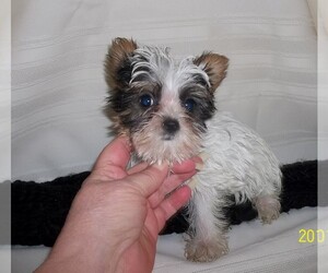 Biewer Terrier Puppy for sale in HILLSBORO, OR, USA