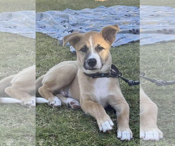 Medium Photo #8 Mutt Puppy For Sale in Fort Worth, TX, USA