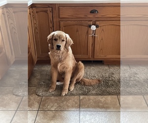 Golden Retriever Puppy for sale in FT WAYNE, IN, USA