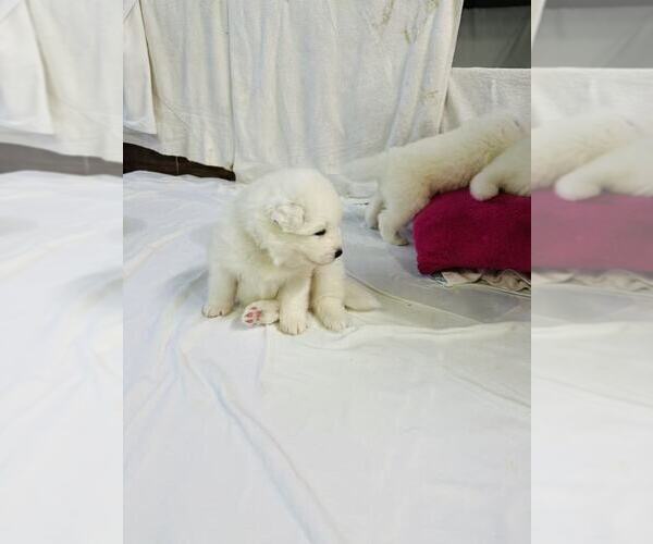 Medium Photo #17 Samoyed Puppy For Sale in DALY CITY, CA, USA