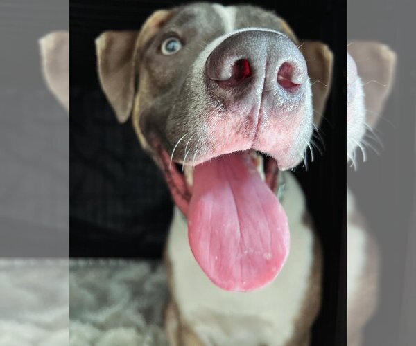 Medium Photo #7 American Bulldog-Labrador Retriever Mix Puppy For Sale in Tampa, FL, USA