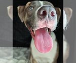 Small Photo #7 American Bulldog-Labrador Retriever Mix Puppy For Sale in Tampa, FL, USA