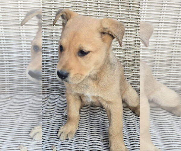 Medium Photo #2 German Shepherd Dog-Unknown Mix Puppy For Sale in Alexander, AR, USA