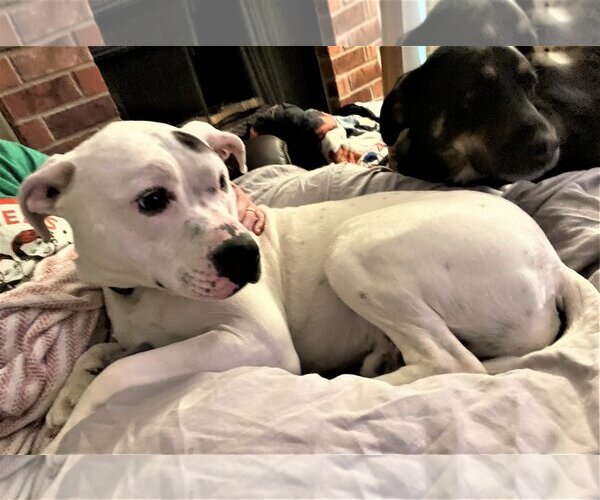 Medium Photo #2 American Pit Bull Terrier-Labrador Retriever Mix Puppy For Sale in Denton, TX, USA