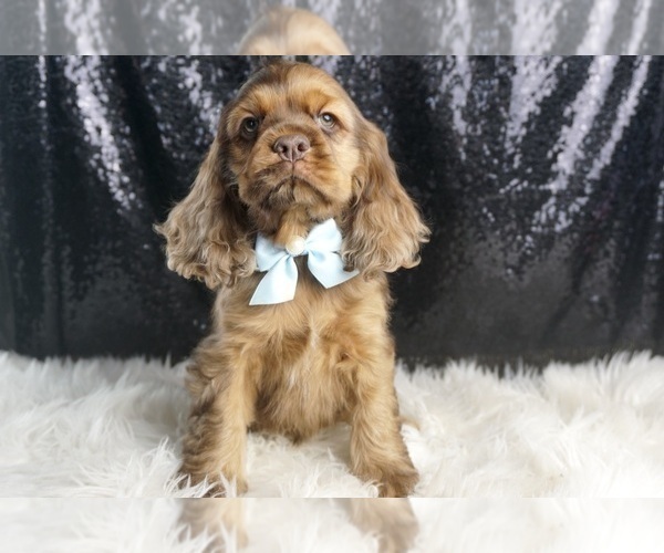 Medium Photo #31 Cocker Spaniel Puppy For Sale in WARSAW, IN, USA