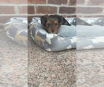 Puppy Puppy 3 Yorkshire Terrier
