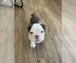Small Photo #5 English Bulldog Puppy For Sale in GILBERT, AZ, USA
