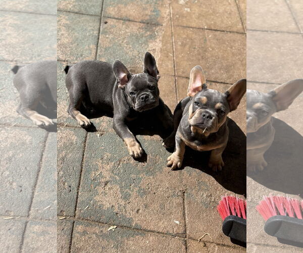 Medium Photo #6 French Bulldog Puppy For Sale in Fair Oaks, CA, USA