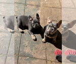 Small #5 French Bulldog