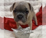 Small Photo #14 French Bulldog Puppy For Sale in WEXFORD, PA, USA