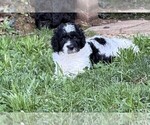 Puppy Rizzo Aussiedoodle