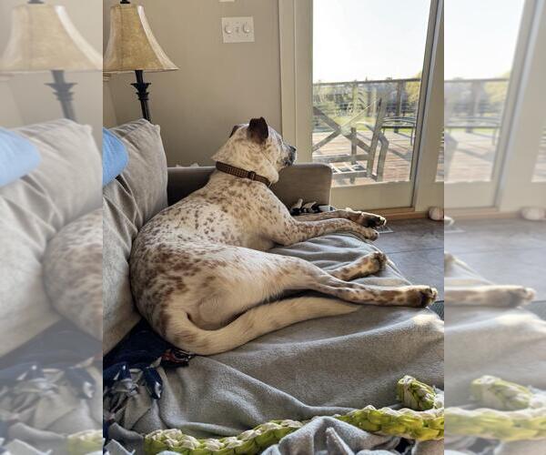 Medium Photo #2 Mutt Puppy For Sale in Shelburne, VT, USA