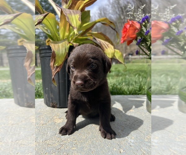 Medium Photo #5 Labrador Retriever Puppy For Sale in NEOLA, WV, USA