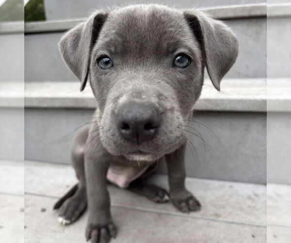 Medium Photo #2 American Pit Bull Terrier-Unknown Mix Puppy For Sale in Fargo, ND, USA