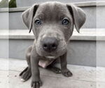 Small #1 American Pit Bull Terrier Mix