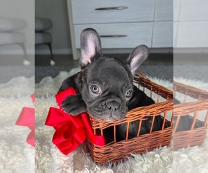 French Bulldog Puppy for sale in SAINT AUGUSTINE, FL, USA