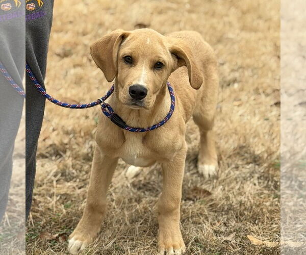Medium Photo #3 Aussiedor Puppy For Sale in Yardley, PA, USA