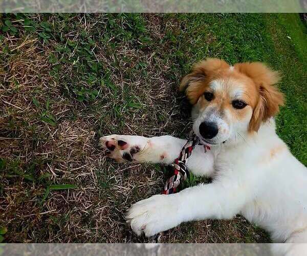 Medium Photo #2 Mutt Puppy For Sale in Woodbury, NY, USA