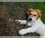 Small #1 Mutt